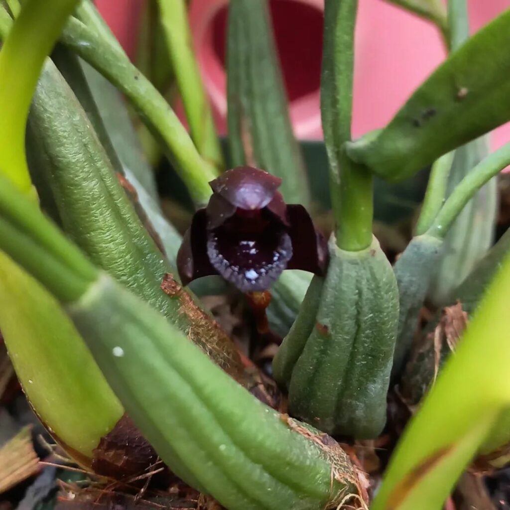 Orquídea Negra (Maxillaria schunkeana): a rara flor brasileira que encanta com sua cor exótica