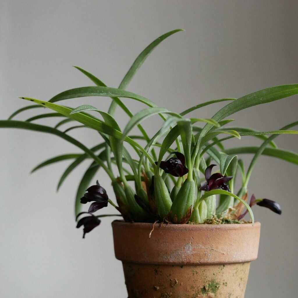 Orquídea Negra (Maxillaria schunkeana): a rara flor brasileira que encanta com sua cor exótica