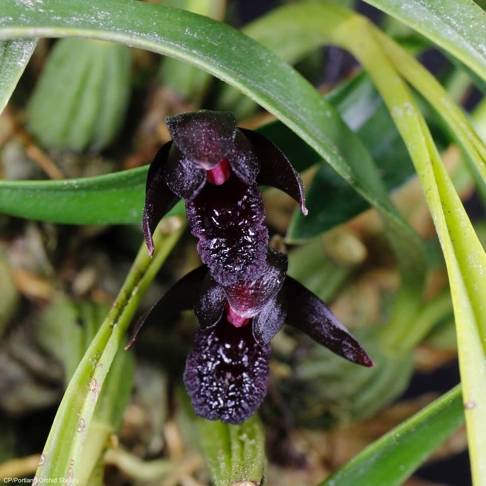 Orquídea Negra (Maxillaria schunkeana): a rara flor brasileira que encanta com sua cor exótica