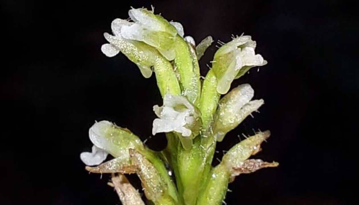 Descoberta Científica: Orquídea Rara Encontrada pela UFPR na Ilha do Mel