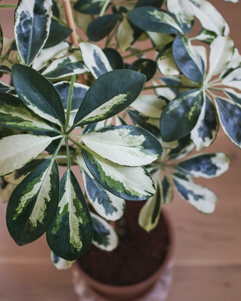 As 3 melhores plantas para decorar a casa com elegância natural