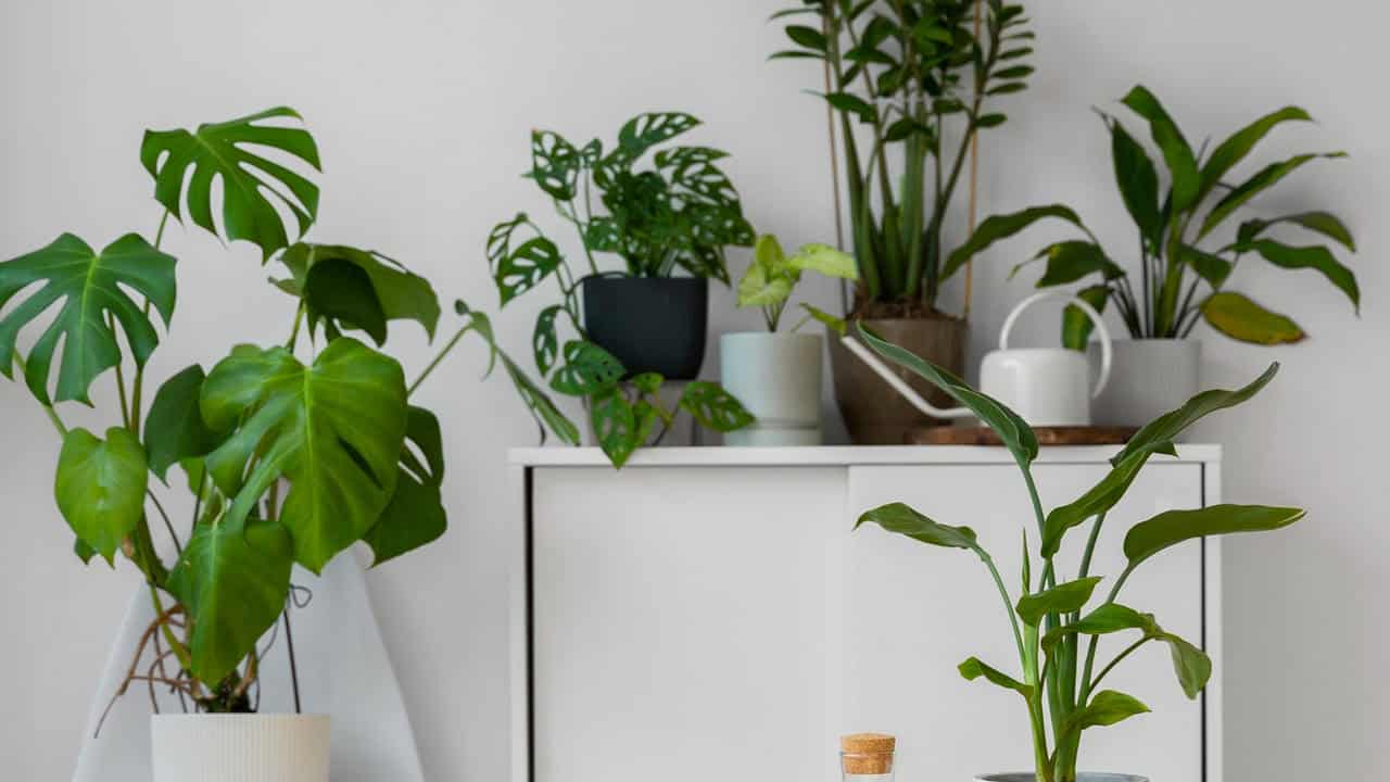 costela-de-adao x costela de eva