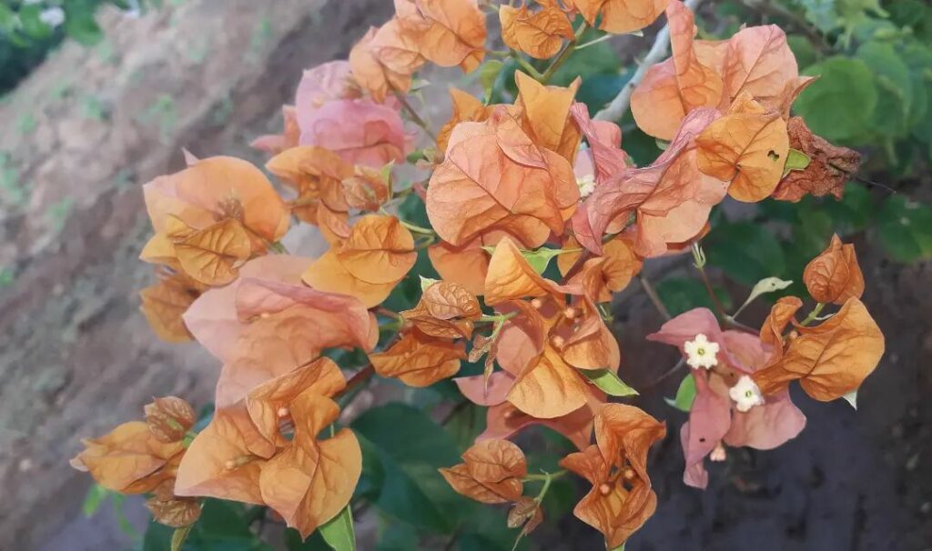 Primavera Laranja: A Bougainvillea que Transforma Paisagens com Cores Intensas