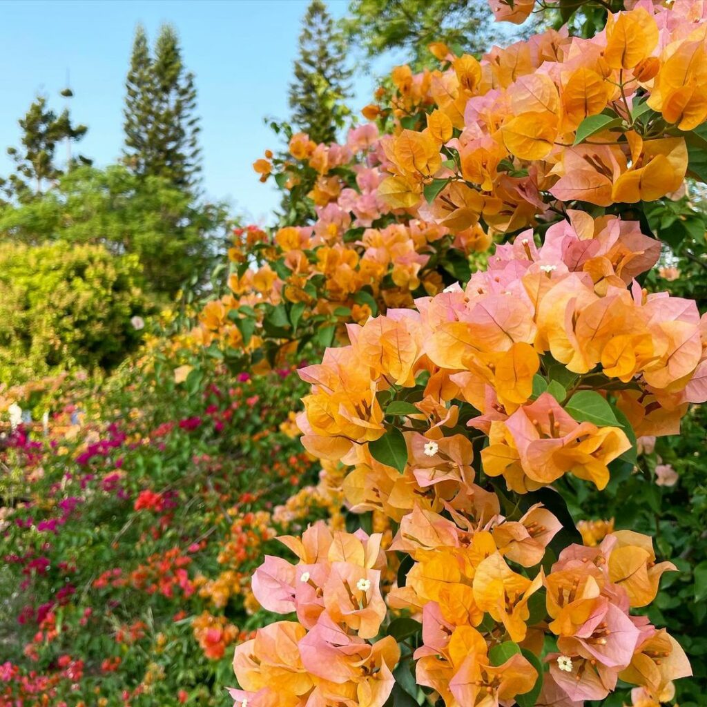 Trepadeiras para a Fachada: Beleza Natural para Destacar a Entrada da Casa