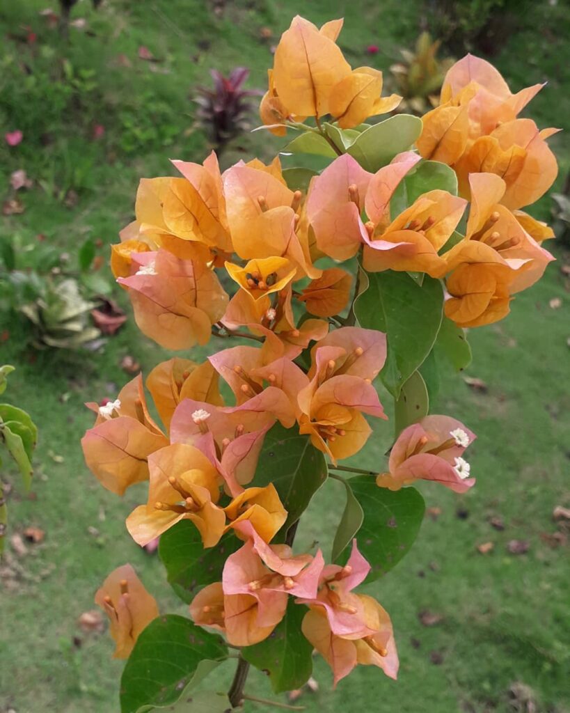 Primavera Laranja: A Bougainvillea que Transforma Paisagens com Cores Intensas