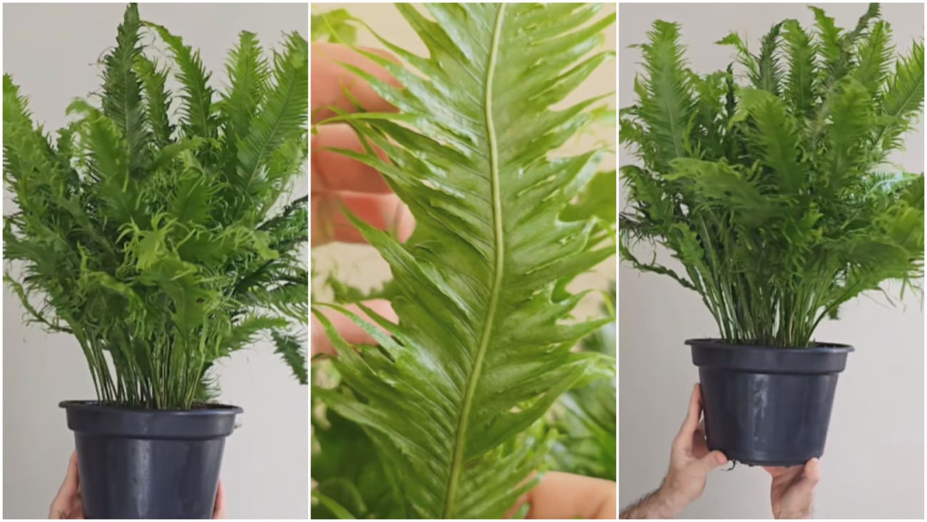 Samambaia Rabo de Pavão: O Encanto Exótico de uma Folhagem Escultural