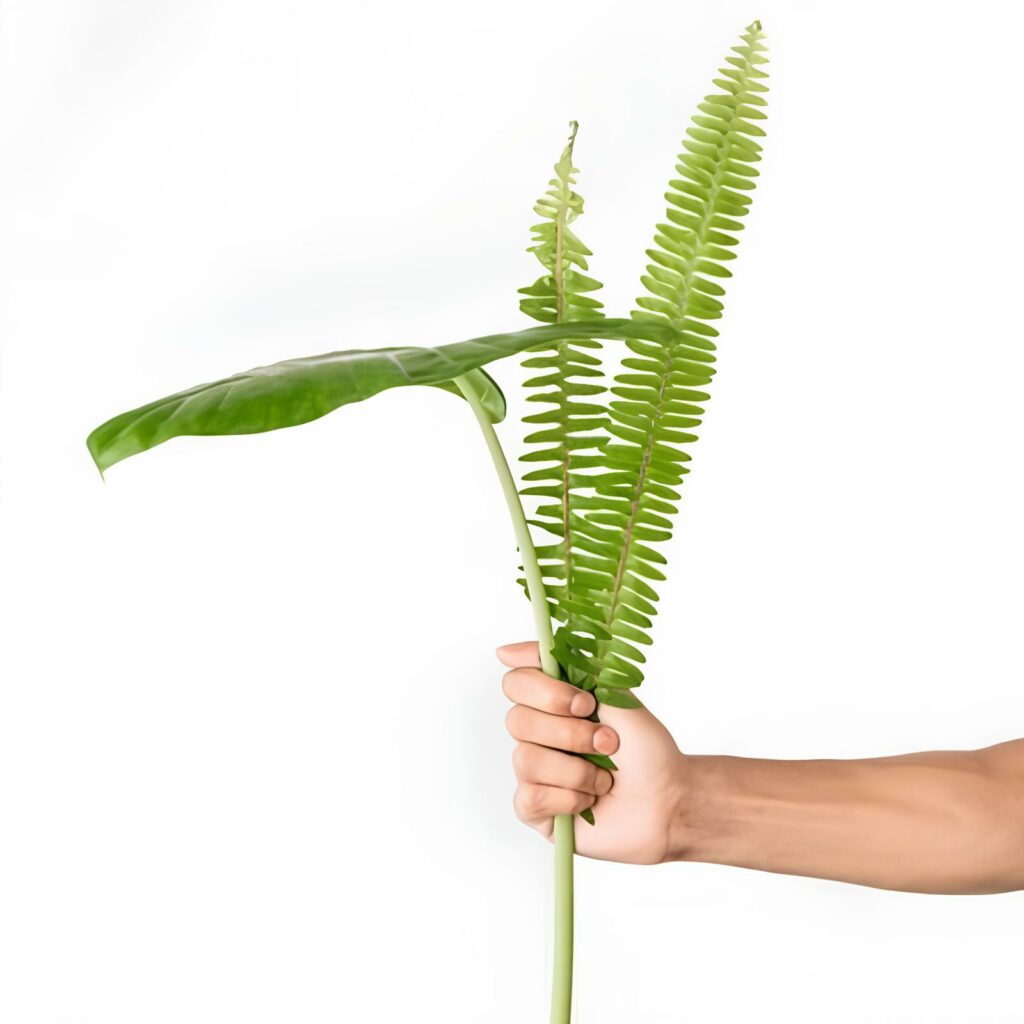 Duvida do leitor: Como fazer o replantio da Samambaia em um vaso e Garantir seu Crescimento?