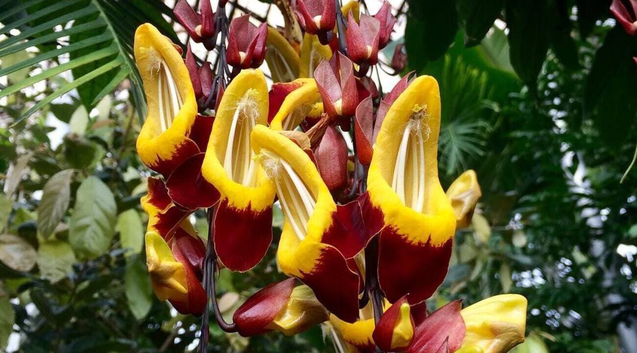 Thunbergia mysorensis - sapatinho de judia