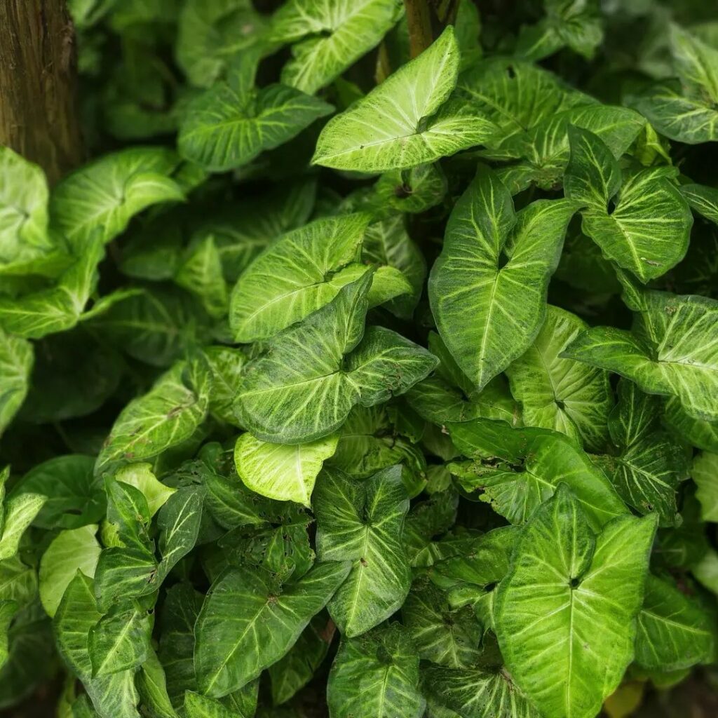 Syngonium podophyllum: a beleza das folhas em formato de flecha