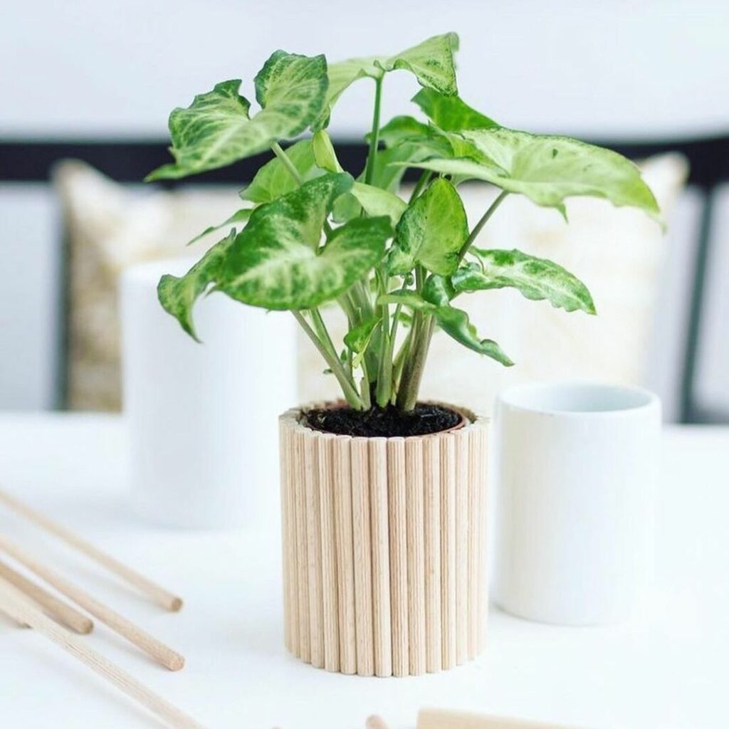 Syngonium podophyllum: a beleza das folhas em formato de flecha