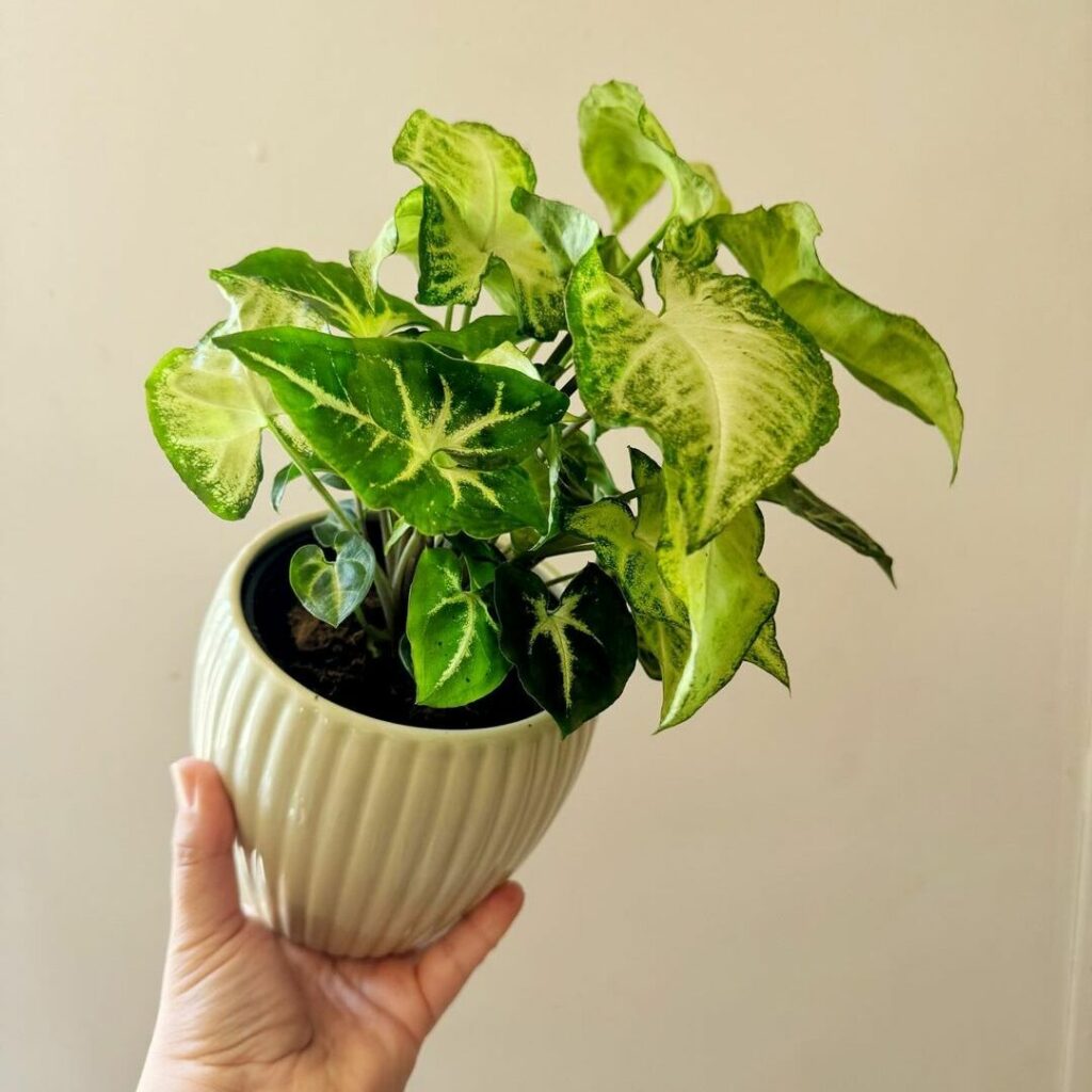 Syngonium podophyllum: a beleza das folhas em formato de flecha