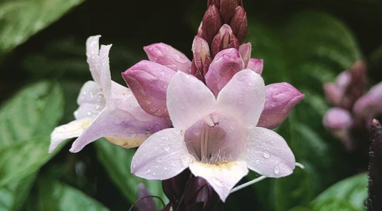 Planta Sino Azul (Camarão-Roxo): Beleza Vibrante para Paisagismos Tropicais