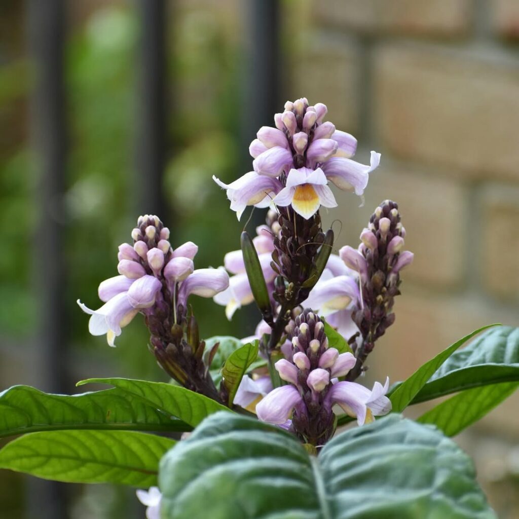 Planta Sino Azul (Camarão-Roxo): Beleza Vibrante para Paisagismos Tropicais