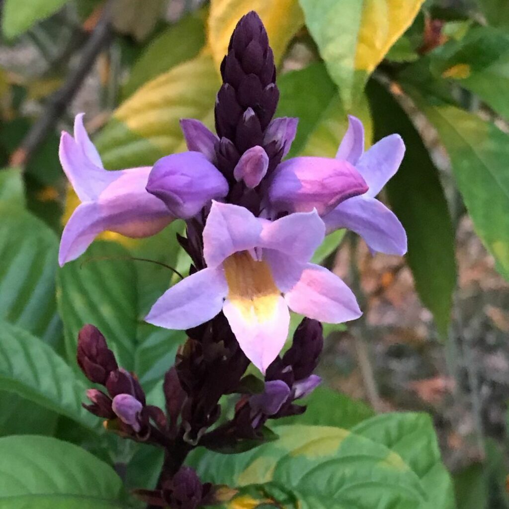 Planta Sino Azul (Camarão-Roxo): Beleza Vibrante para Paisagismos Tropicais