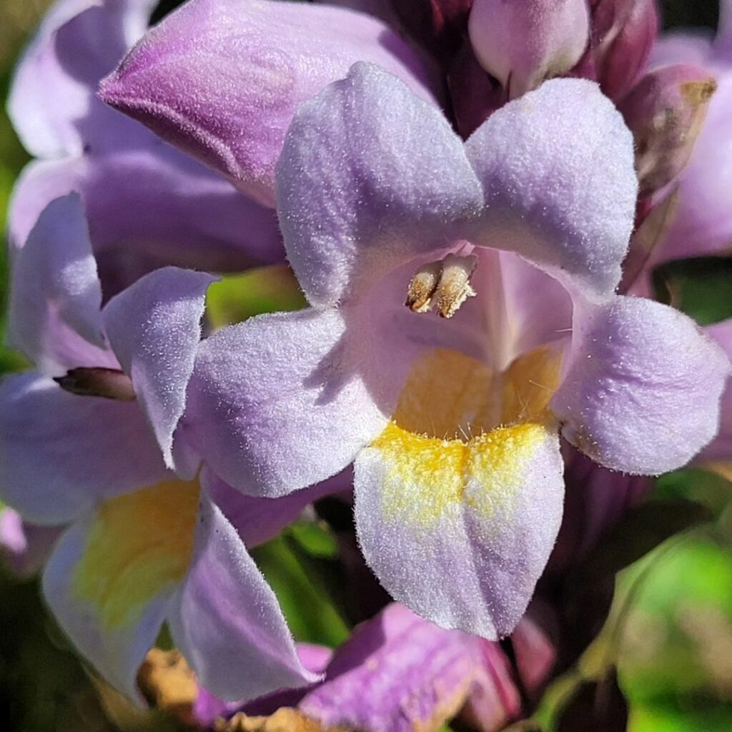 Planta Sino Azul (Camarão-Roxo): Beleza Vibrante para Paisagismos Tropicais
