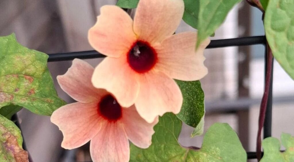 Se encante por 8 espécies de Thunbergias para Transformar seu Jardim em um Paraíso Natural