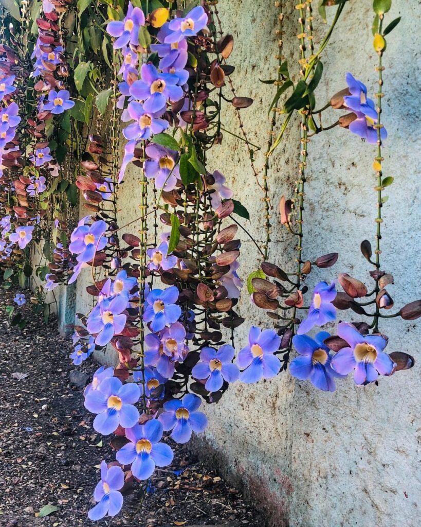 Se encante por 8 espécies de Thunbergias para Transformar seu Jardim em um Paraíso Natural