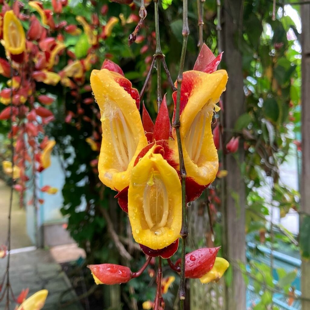 Se encante por 8 espécies de Thunbergias para Transformar seu Jardim em um Paraíso Natural