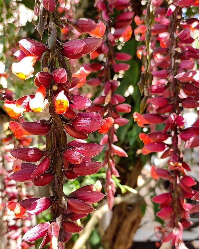 Se encante por 8 espécies de Thunbergias para Transformar seu Jardim em um Paraíso Natural