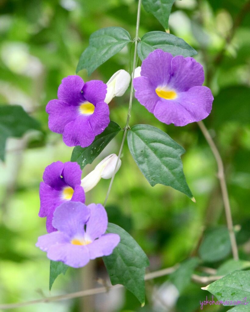 Se encante por 8 espécies de Thunbergias para Transformar seu Jardim em um Paraíso Natural