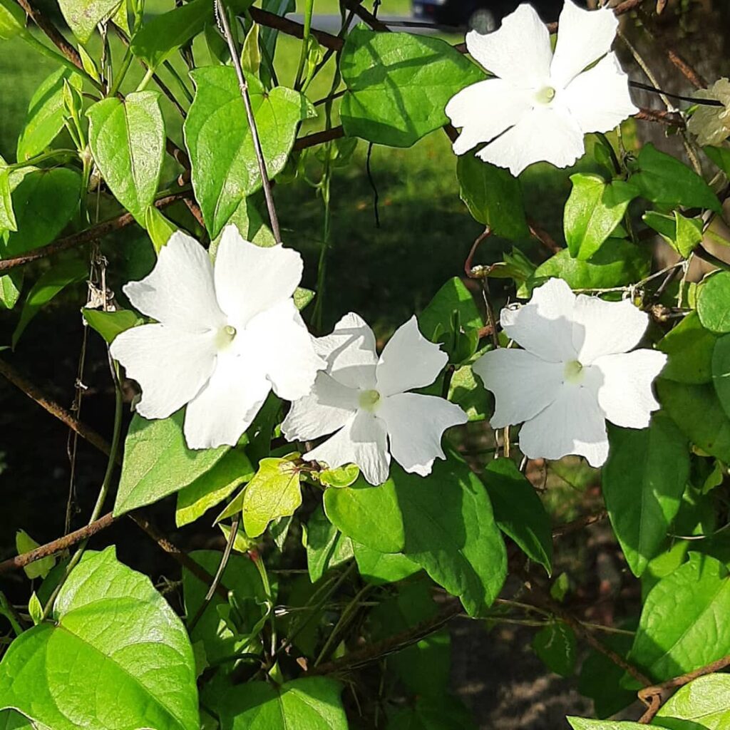 Se encante por 8 espécies de Thunbergias para Transformar seu Jardim em um Paraíso Natural