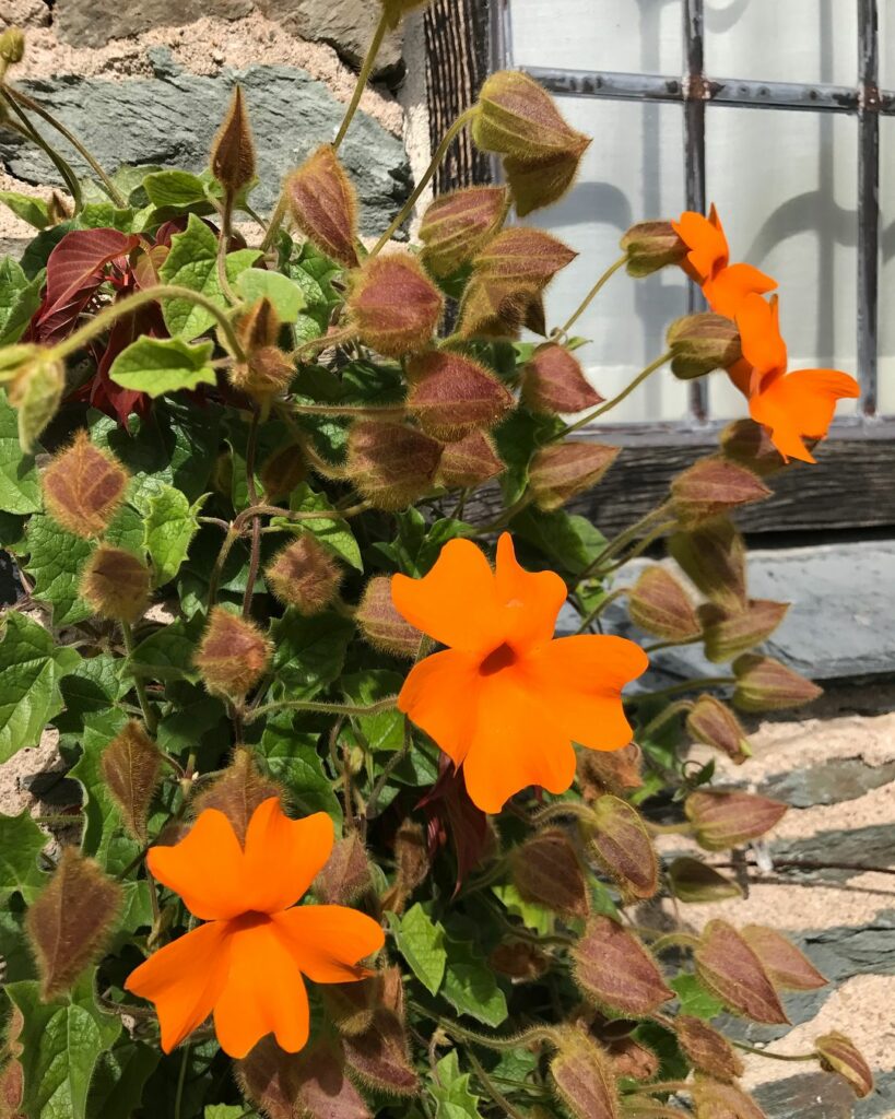 Se encante por 8 espécies de Thunbergias para Transformar seu Jardim em um Paraíso Natural