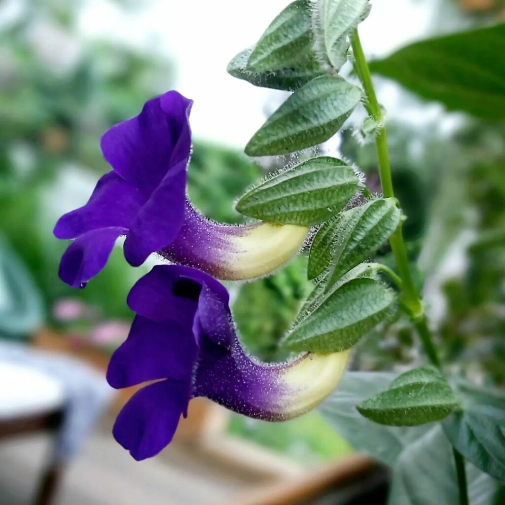 Se encante por 8 espécies de Thunbergias para Transformar seu Jardim em um Paraíso Natural