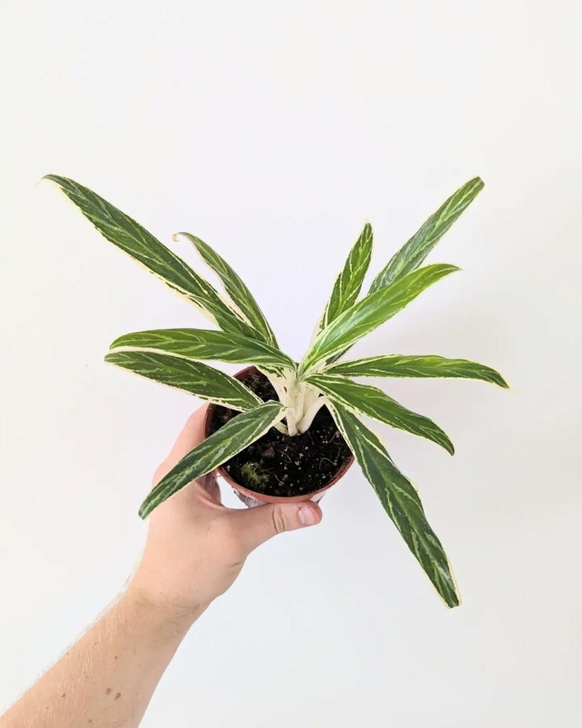 Aglaonema Bamboo: uma planta versátil e de fácil cultivo que transforma espaços.