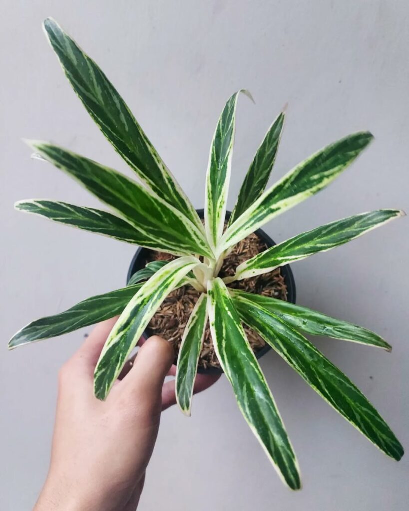 Aglaonema Bamboo: uma planta versátil e de fácil cultivo que transforma espaços.