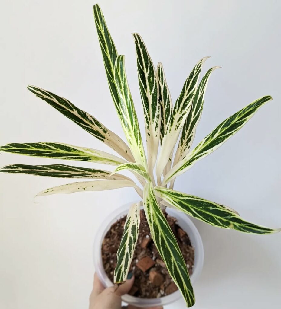 Aglaonema Bamboo: uma planta versátil e de fácil cultivo que transforma espaços.