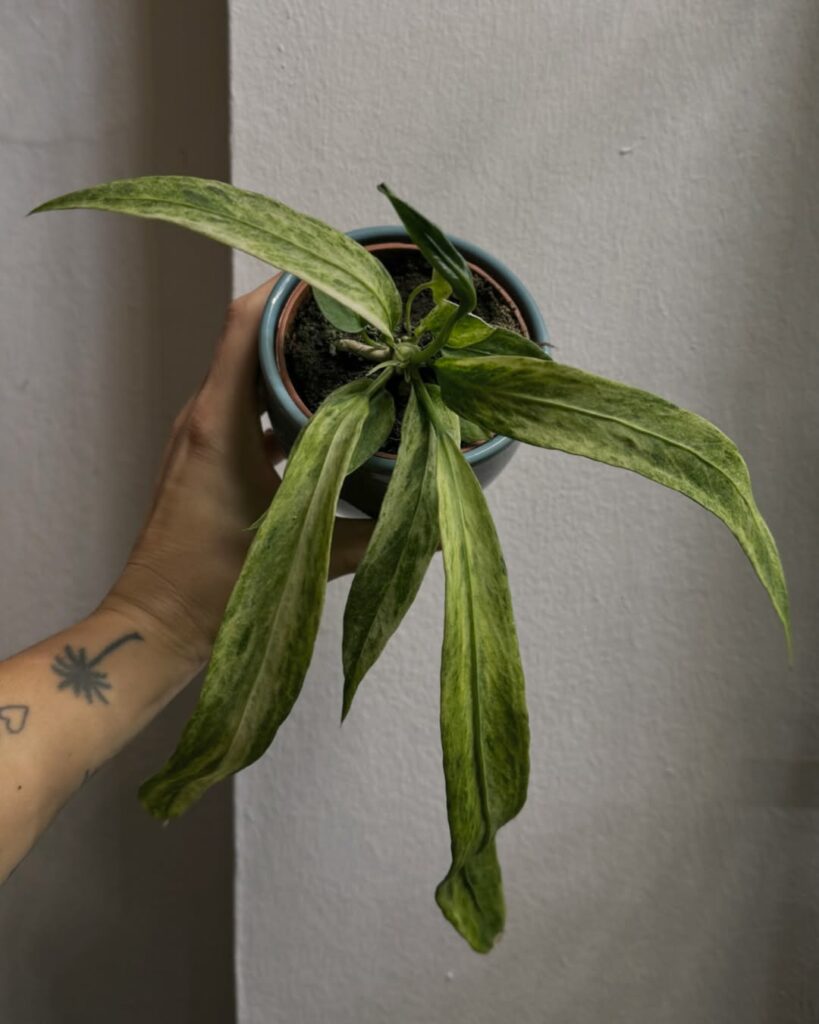 Com folhas que pendem e lembram uma gravata, o Anthurium vittarifolium é uma joia das florestas tropicais