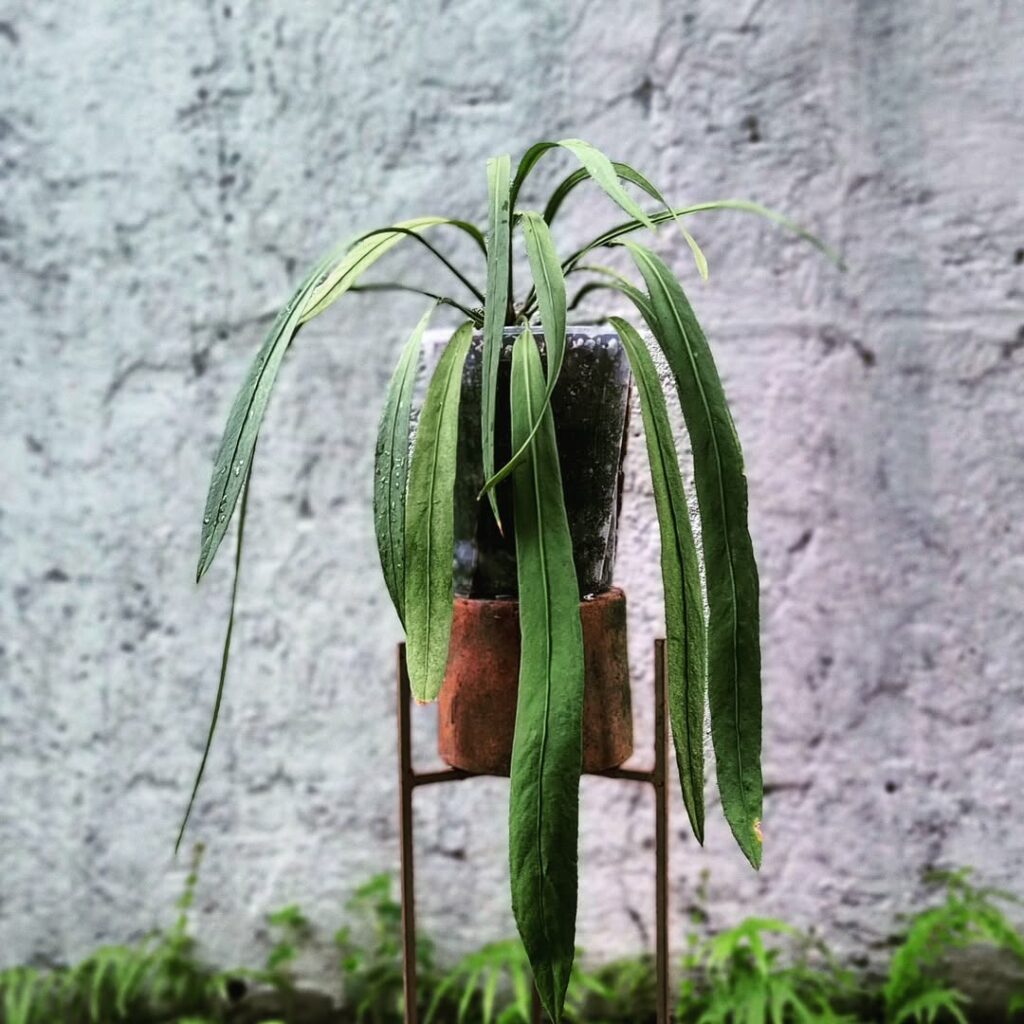Com folhas que pendem e lembram uma gravata, o Anthurium vittarifolium é uma joia das florestas tropicais