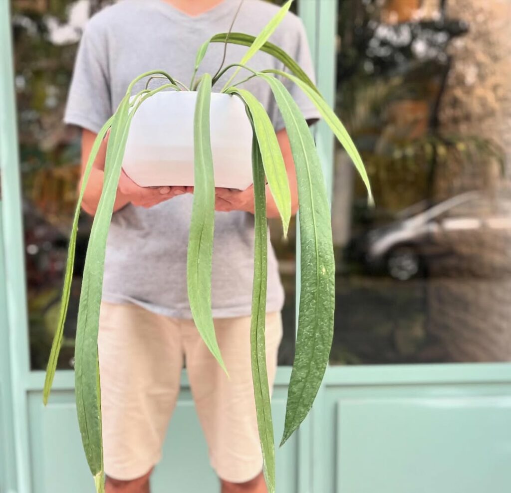 Com folhas que pendem e lembram uma gravata, o Anthurium vittarifolium é uma joia das florestas tropicais