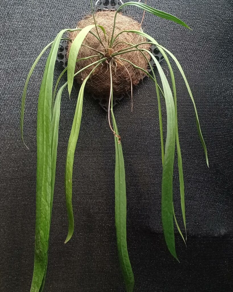 Com folhas que pendem e lembram uma gravata, o Anthurium vittarifolium é uma joia das florestas tropicais