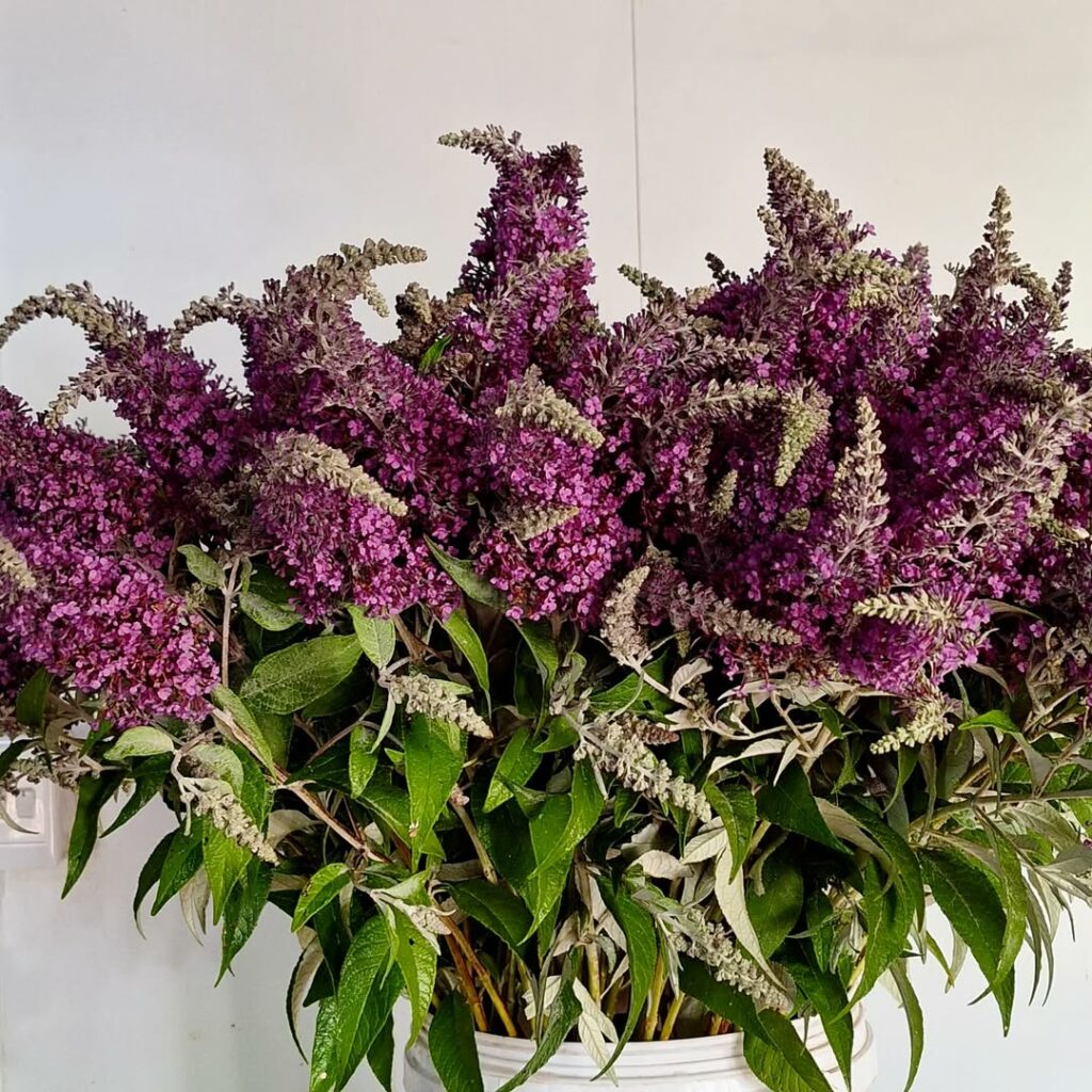 3 plantas perfumadas para ter no seu apartamento.