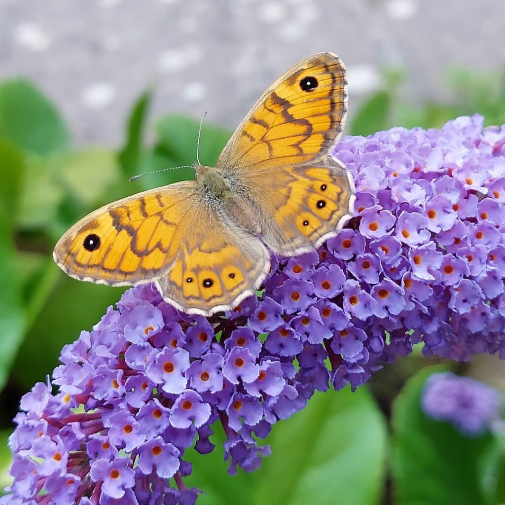 Plantas para Jardim que Se Destacam pela Cor de Suas Flores.