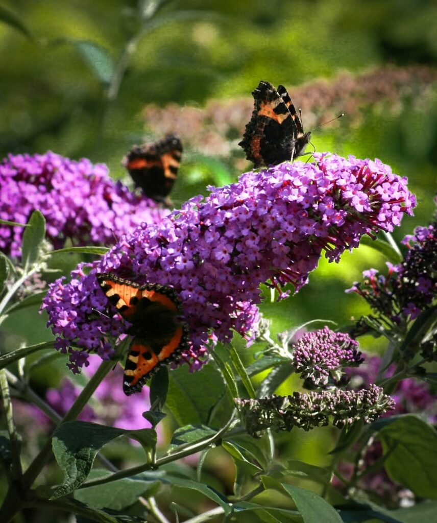 Buddleja davidii: o arbusto que encanta com sua floração e versatilidade