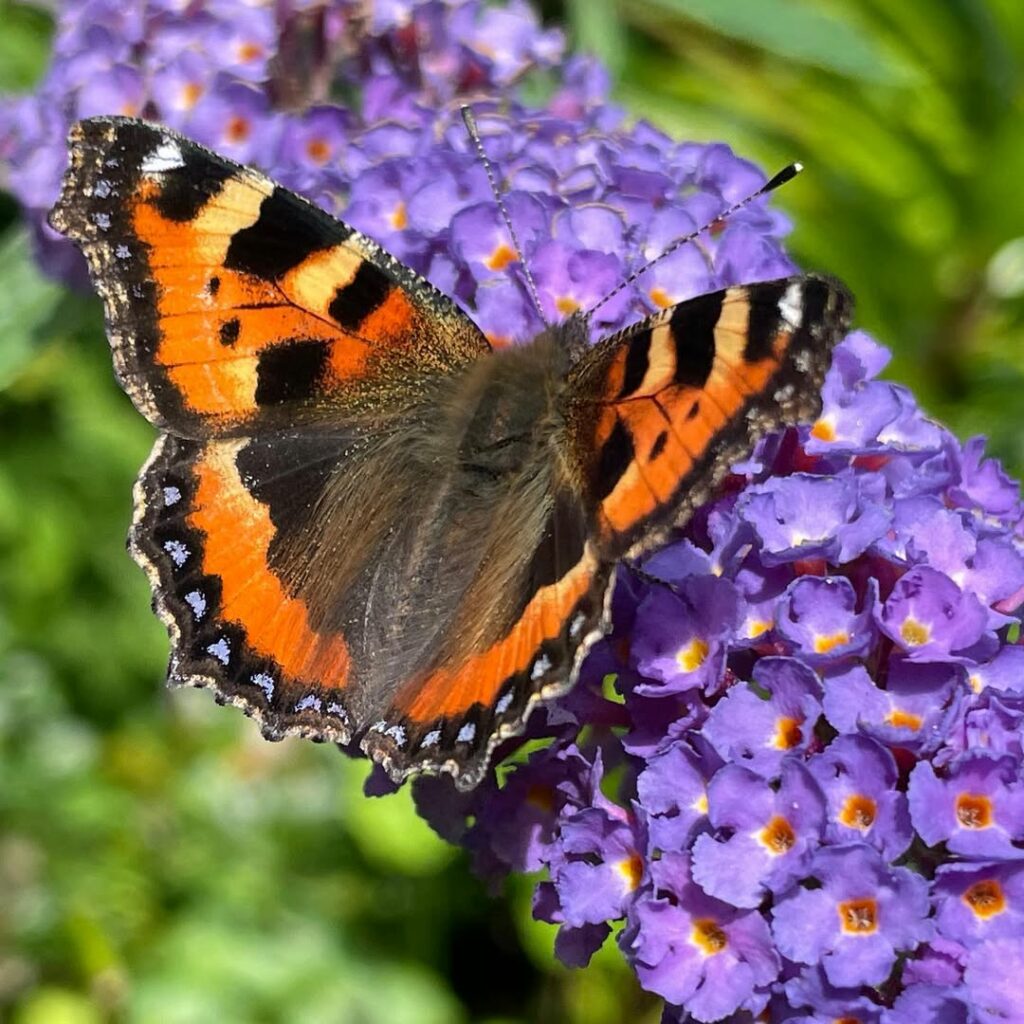 Buddleja davidii: o arbusto que encanta com sua floração e versatilidade