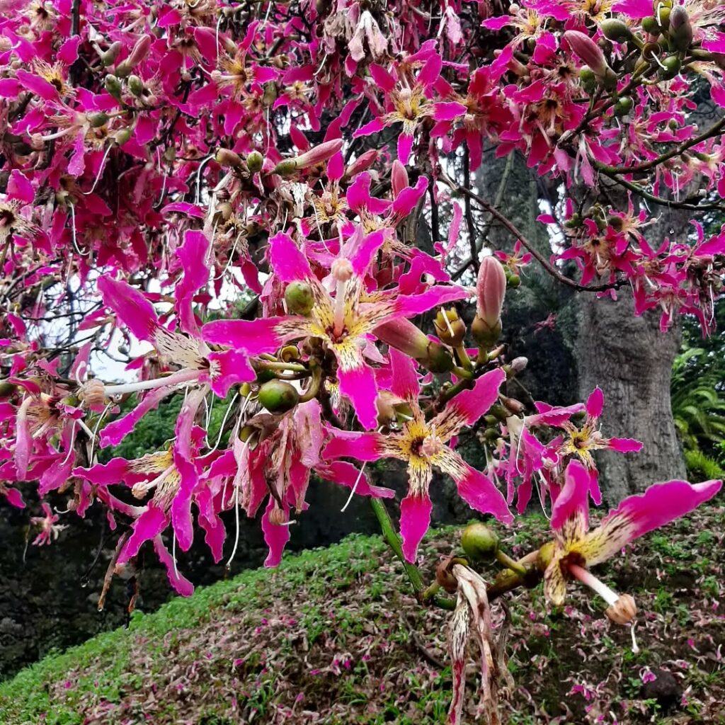 5 Árvores de Crescimento Rápido ideais para ter jardins sombreados.