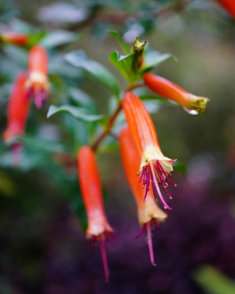 Flor-de-santo-antonio (Cuphea ignea): é rústica, repleta de cor e exige pouca manutenção
