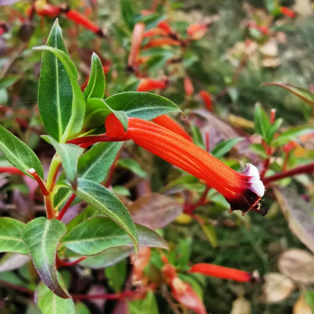 Flor-de-santo-antonio (Cuphea ignea): é rústica, repleta de cor e exige pouca manutenção