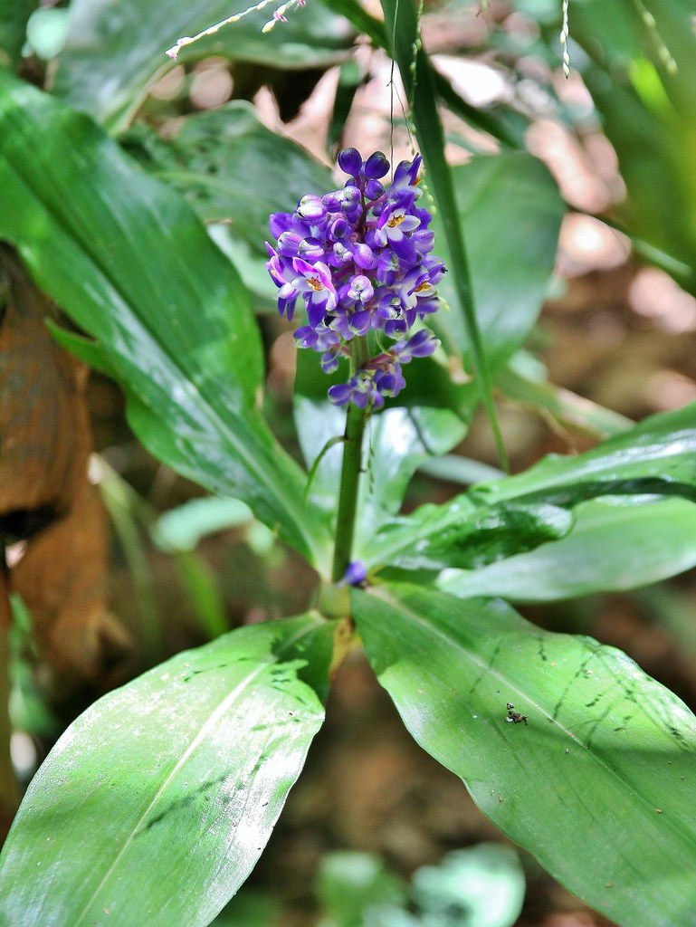 Dichorisandra Paranaensis: uma planta nativa e fascinante.