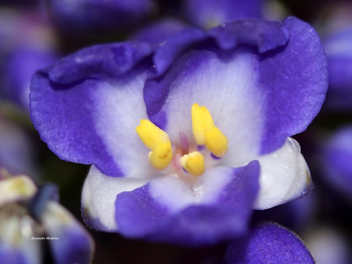 Dichorisandra Paranaensis: uma planta nativa e fascinante.