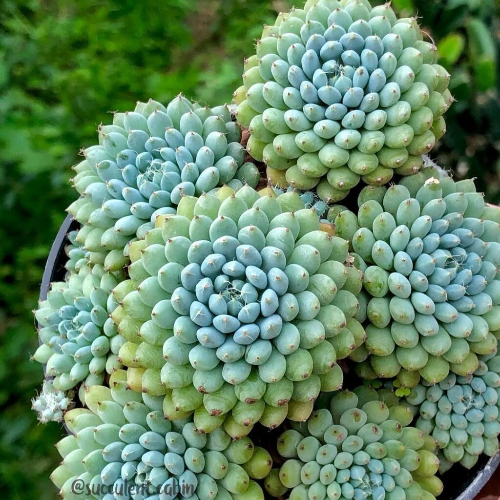 Echeveria rundelli: uma suculenta com flores que encantam com suas cores.