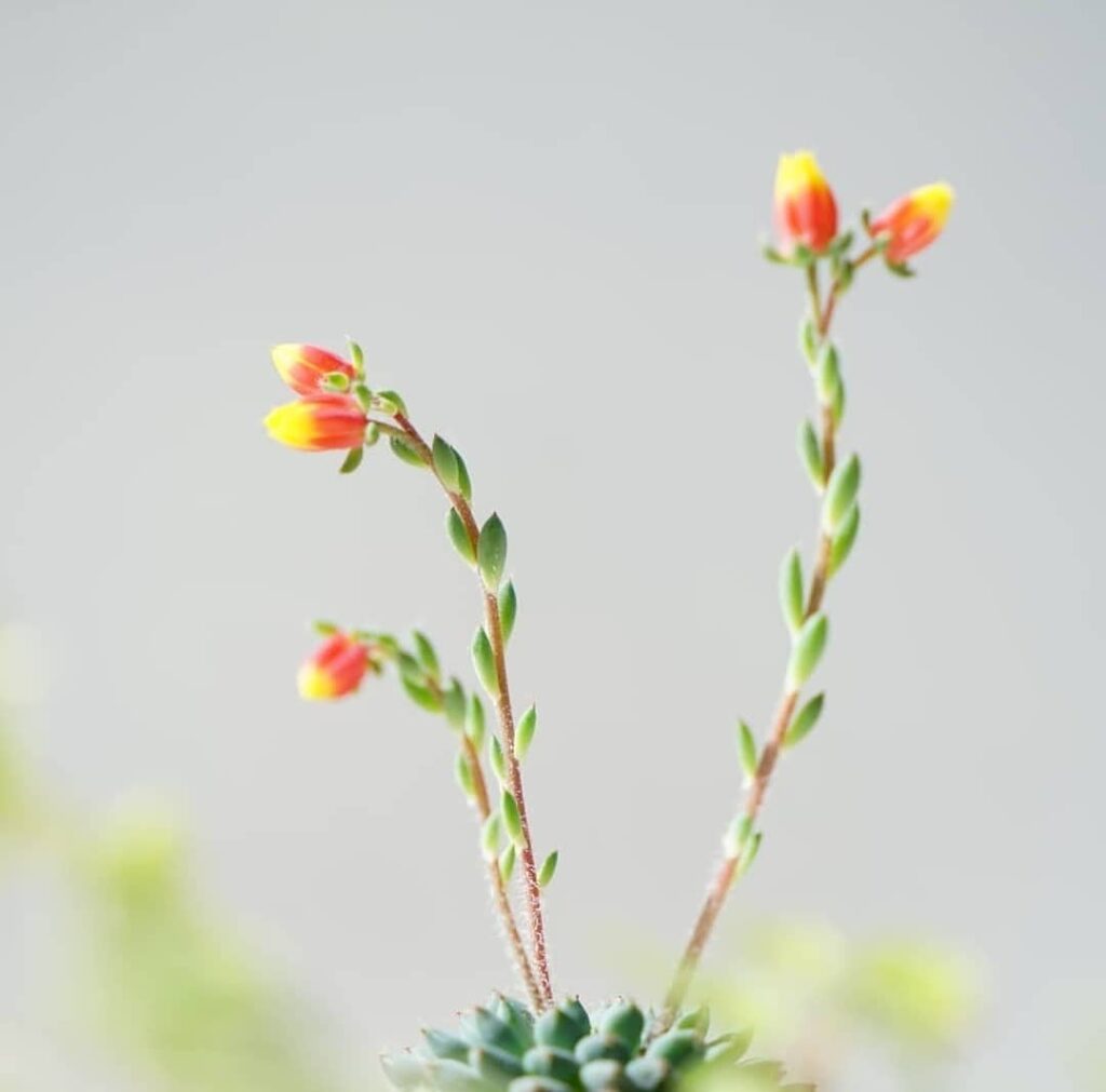 Echeveria rundelli: uma suculenta com flores que encantam com suas cores.