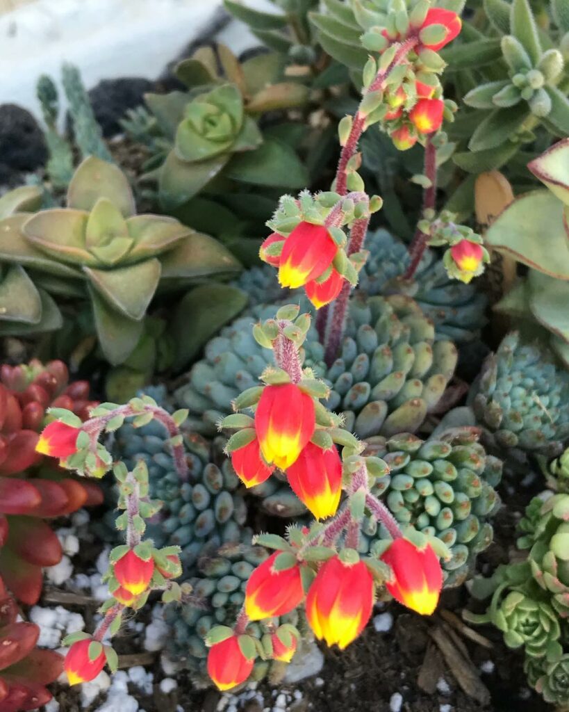 Echeveria rundelli: uma suculenta com flores que encantam com suas cores.