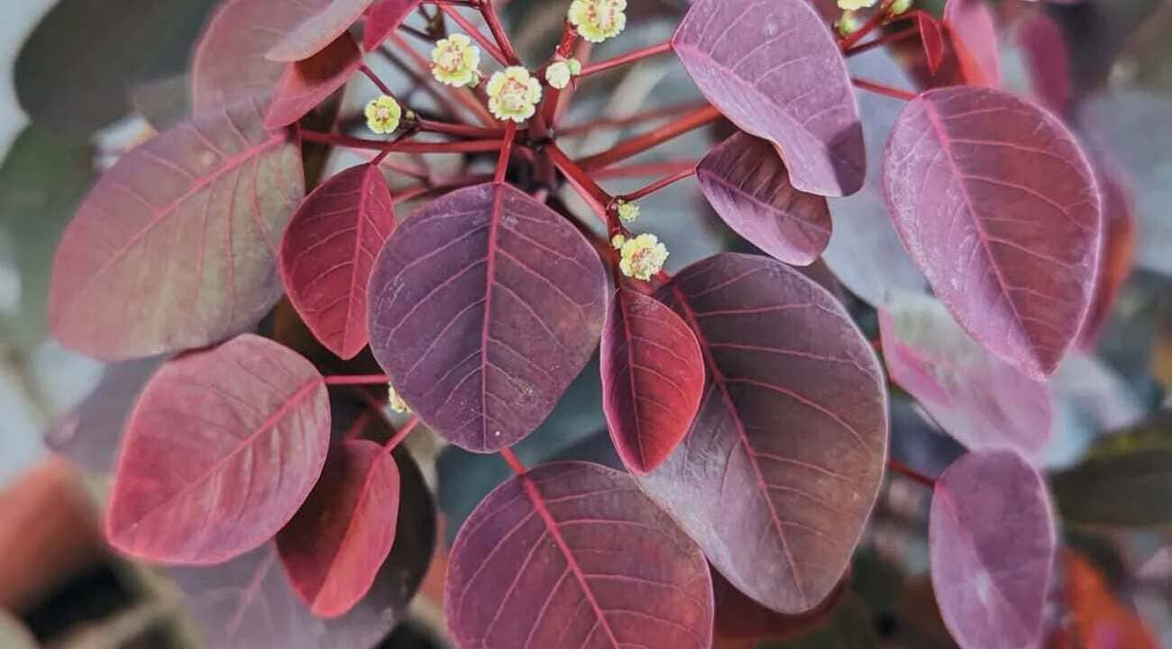 Leiteiro-vermelho (Euphorbia cotinifolia): Uma planta encantadora, mas perigosa!