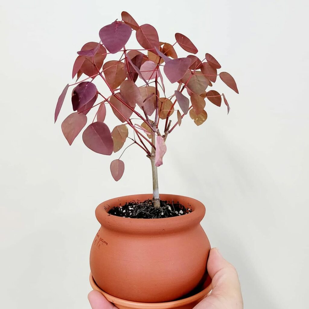 Leiteiro-vermelho (Euphorbia cotinifolia): Uma planta encantadora, mas perigosa!