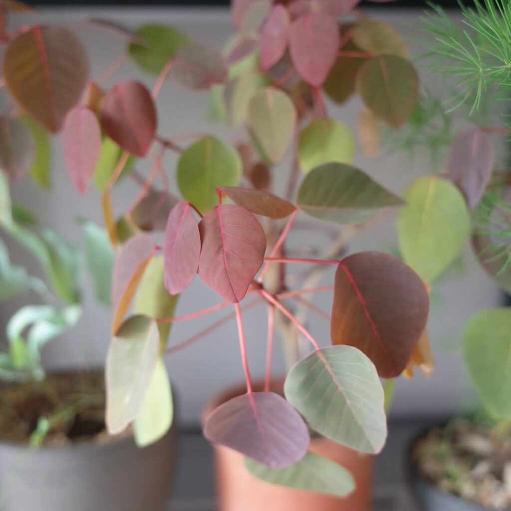 Leiteiro-vermelho (Euphorbia cotinifolia): Uma planta encantadora, mas perigosa!