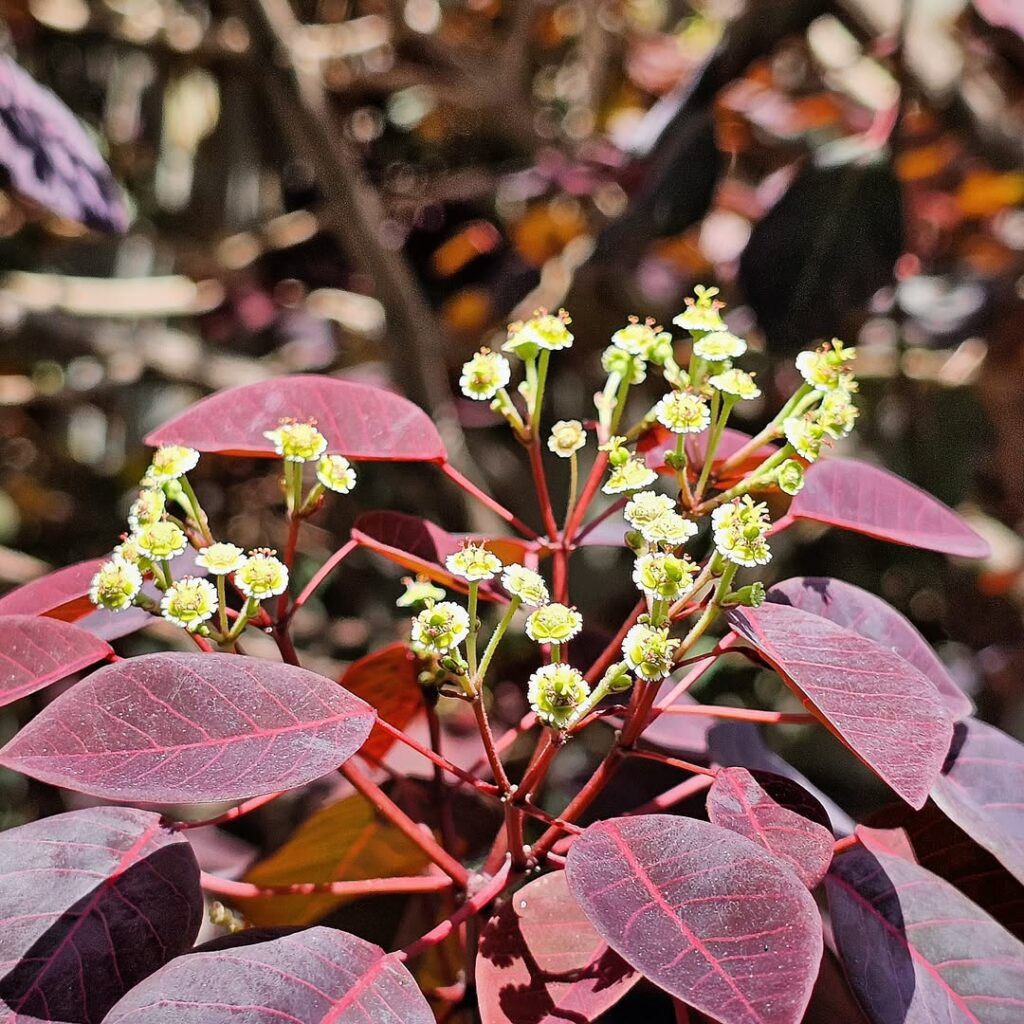 5 flores para jardim resistentes ao sol.